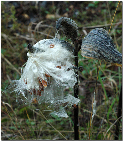Milkweed