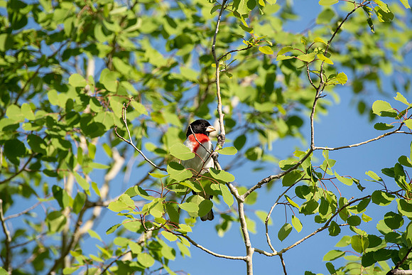 Rose-breasted Grosbeak, male