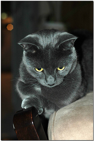 Simon