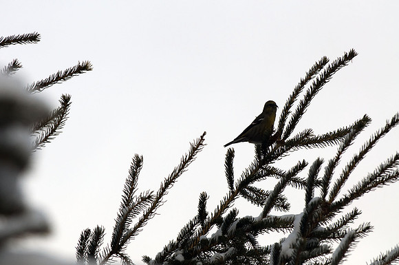 White Winged Crossbills, Edenvale, ON