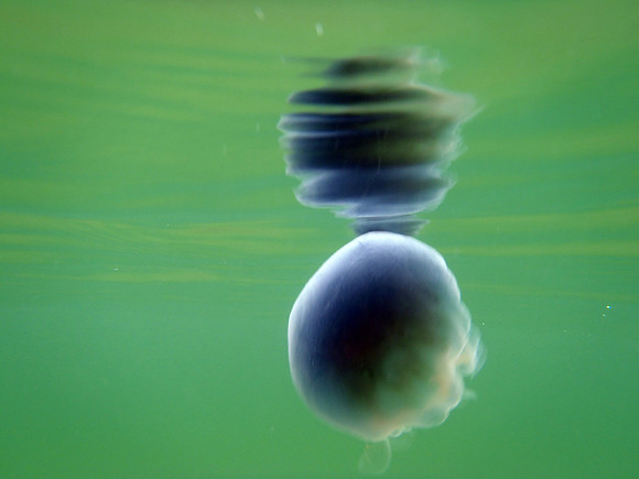 Lion's Mane Jellyfish in Bonne Bay, Norris Point, Newfoundland