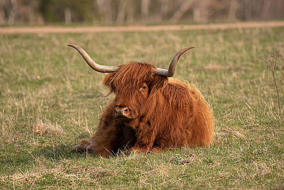 Highland Cattle