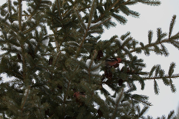 White Winged Crossbills, Edenvale, ON
