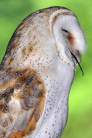 Barn Owl (Captive)