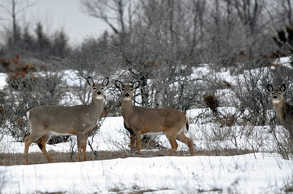 White-Tailed Deer