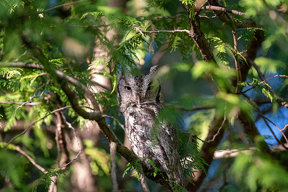 Eastern Screech Owl, male