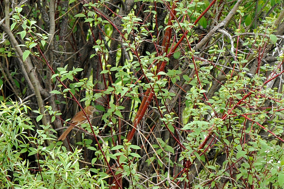 Brown Thrasher