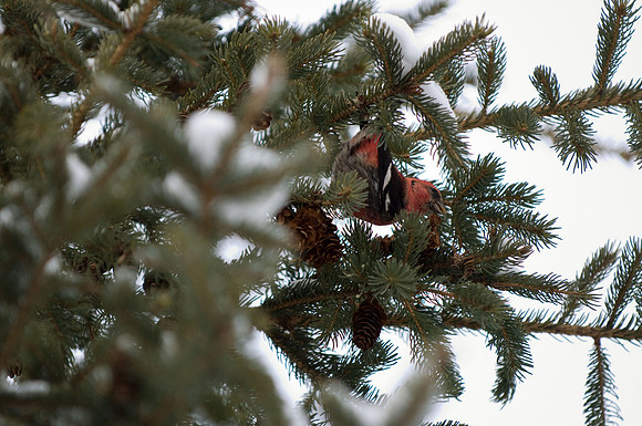 White Winged Crossbills, Edenvale, ON