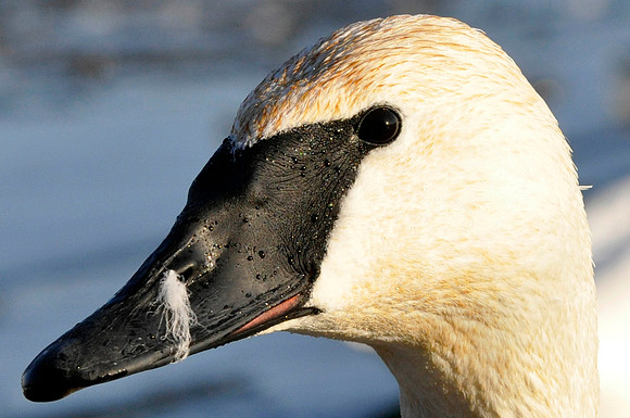 Trumpeter Swan, LaSalle Park, Burlington, ON