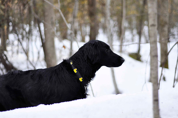 Finnegan