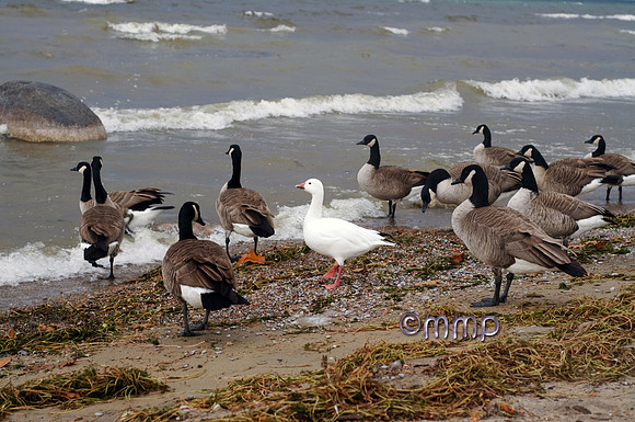 Snow Goose, Georgina Township, ON