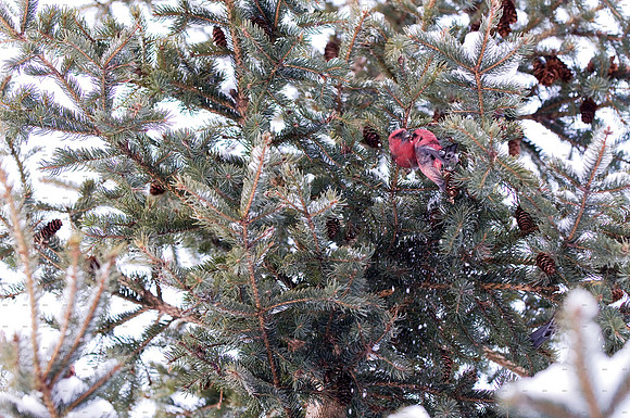 White Winged Crossbills, Edenvale, ON