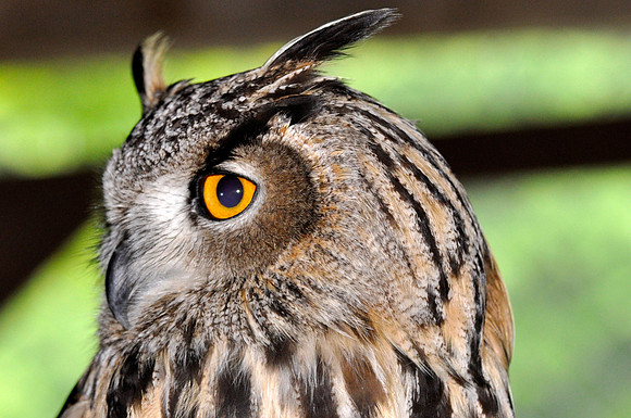 European Hawk Owl (Captive)