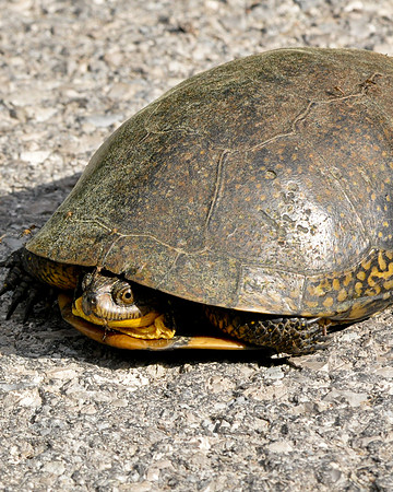 Blanding's Turtle, Kinmount