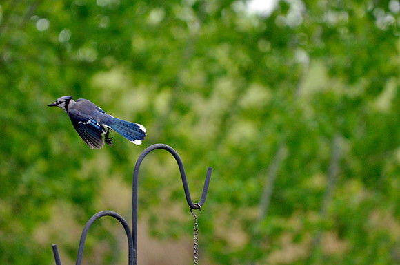 Blue Jay