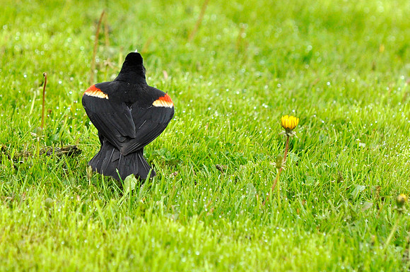Red-Winged Blackbird