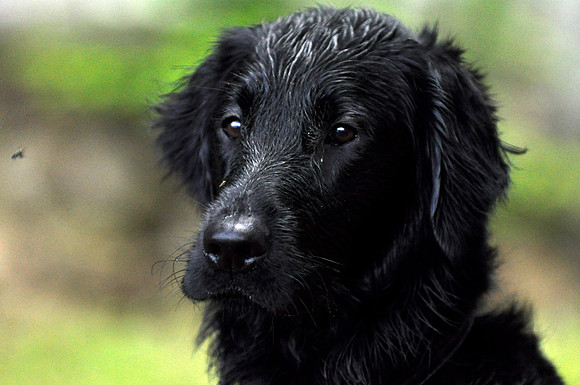 Finn (Flat-Coated Retriever)