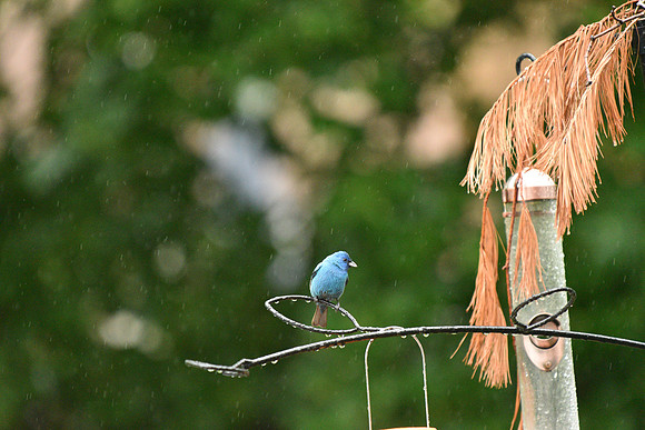 Indigo Bunting