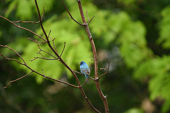 Indigo Bunting