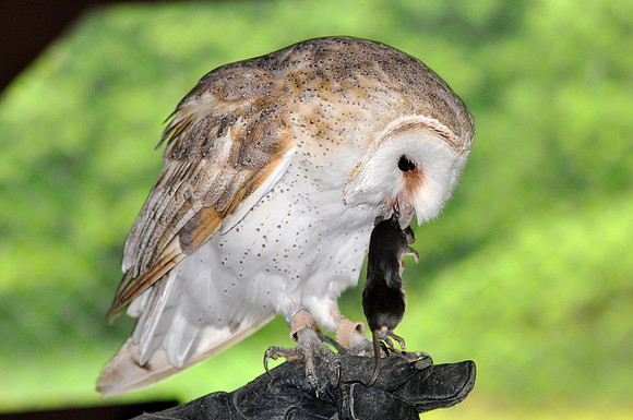 Barn Owl (Captive)