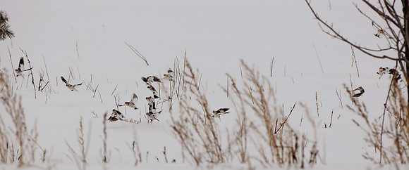 Snow Buntings