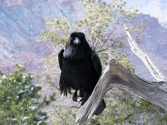 Raven at Grand Canyon