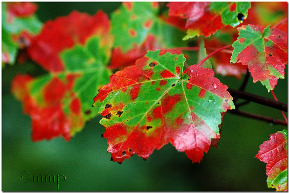 Beautiful autumn in Ontario