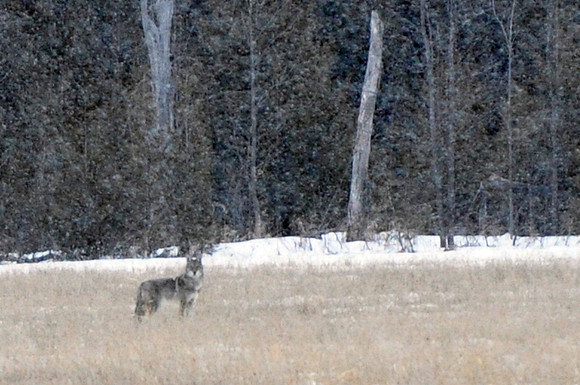 Coyote