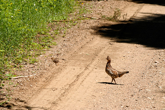 Ruffed Grouse with Chick, Haliburton, ON