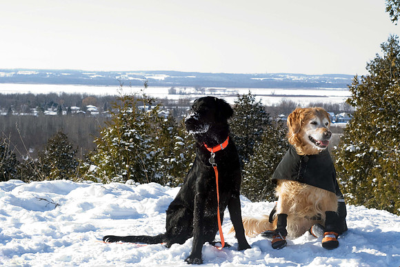 Finn & Squeak overlooking West Park