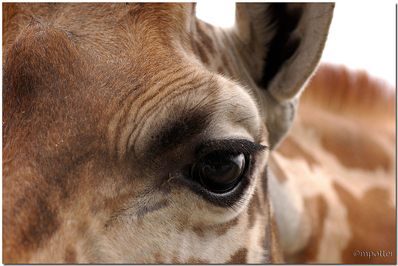 Giraffe (captive)