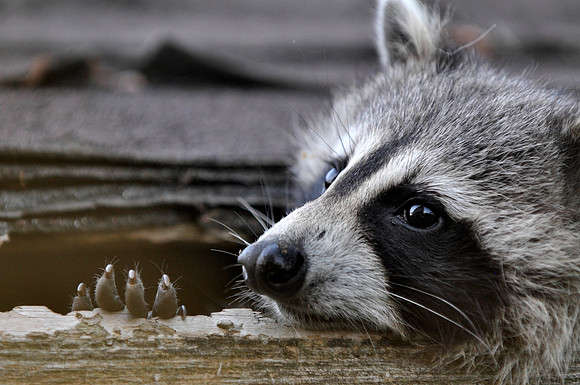 Raccoon