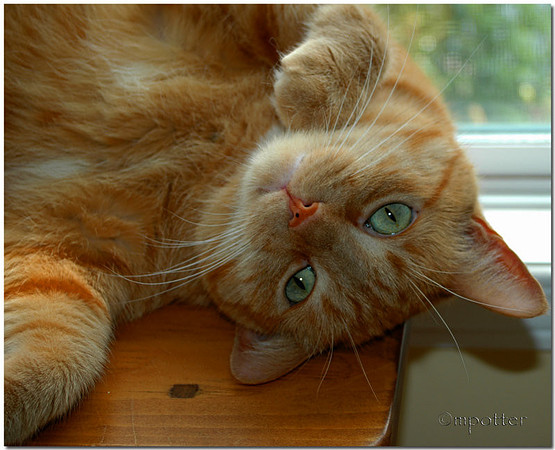 Dennis (1994-February 11, 2010)
