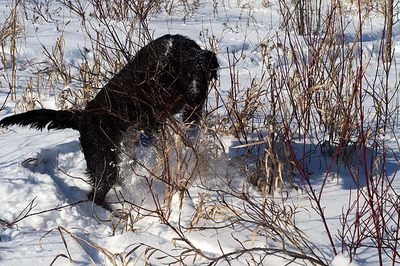 Snow dog pops out!