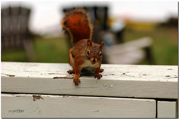 Red Squirrel