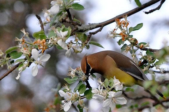 Cedar Waxwing