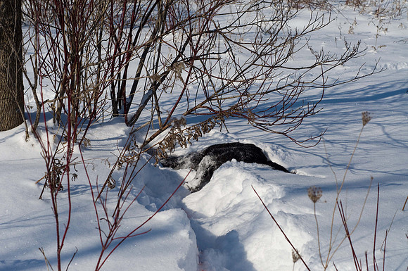 Snow Dog