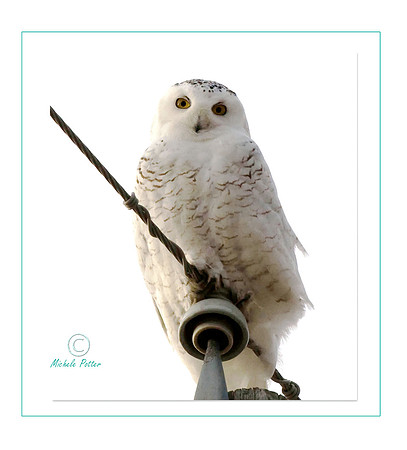 Snowy Owl, Edenvale