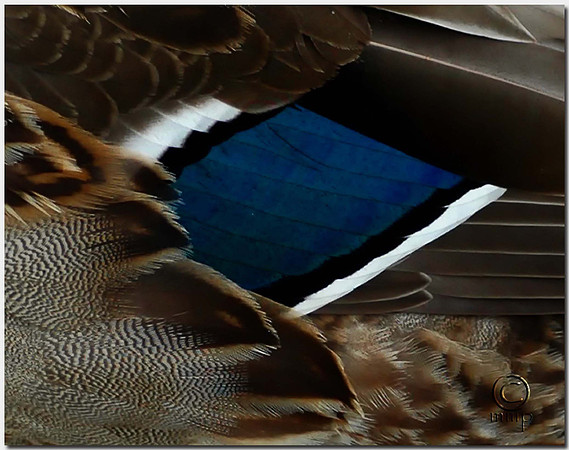 Mallard Wing