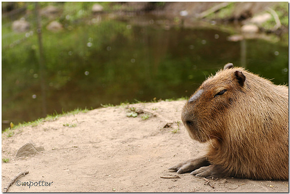 Capybara (captive)