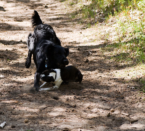 Fernie tries to trip Finn