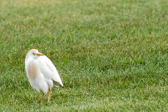 Cattle Egret, Georgina, ON