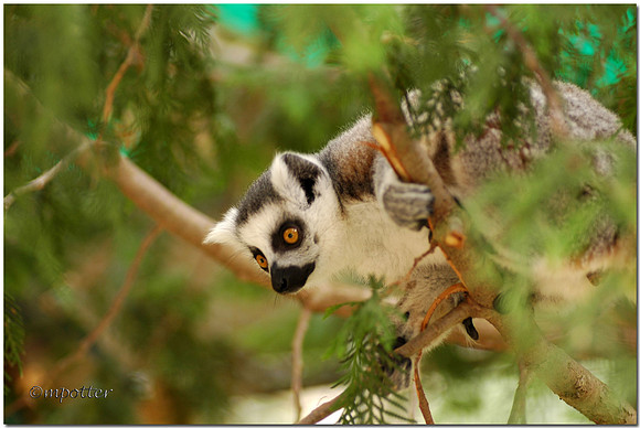 Ring Tailed Lemur (captive)