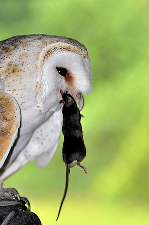 Barn Owl (Captive)