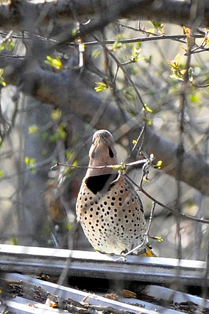 Northern Flicker