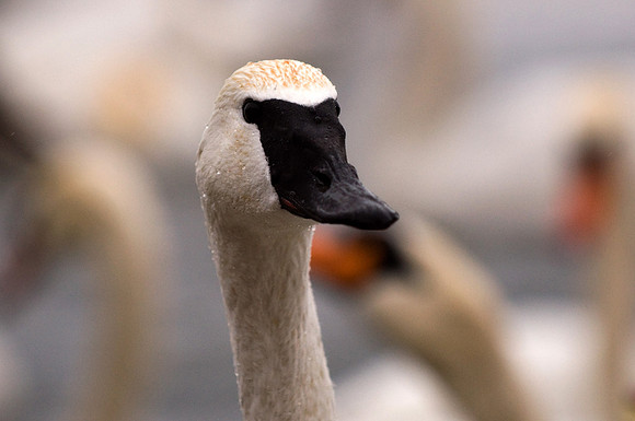 Trumpeter Swan