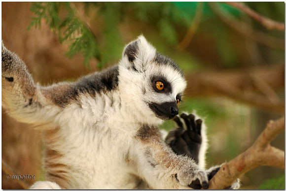 Ring Tailed Lemur (captive)