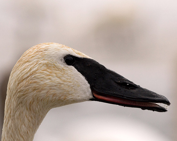 Trumpeter Swan
