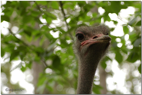 Ostrich (captive)
