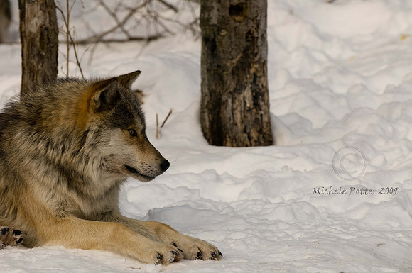Wolf (captive)